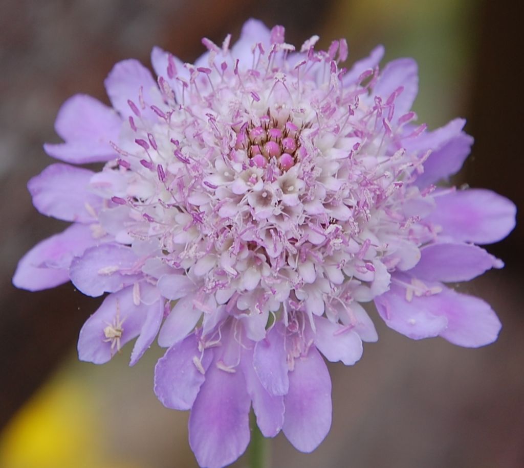 Valle dell''Anapo  - Sixalix  atropurpurea